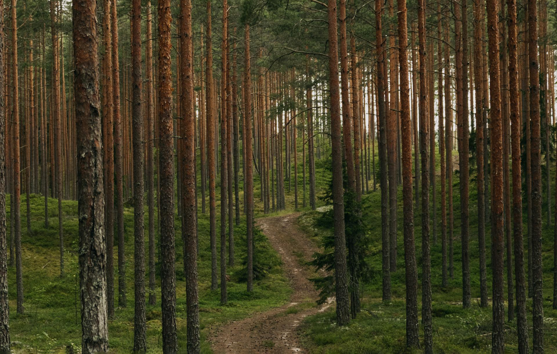 2vertical-shot-path-spruce-forest
