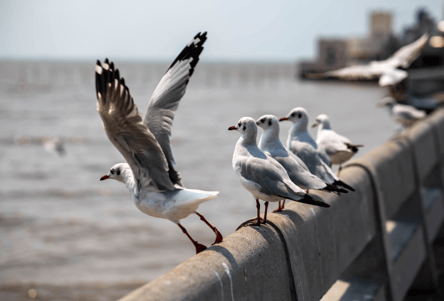 A seagull in a port taking flight