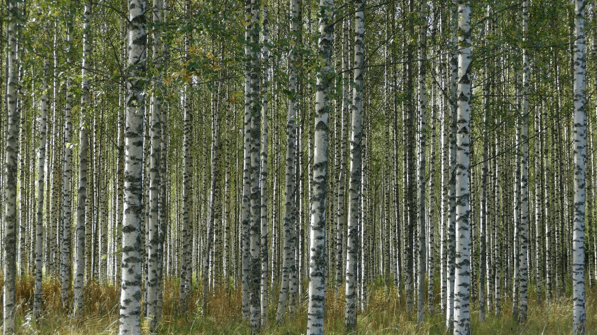 Finnish forest