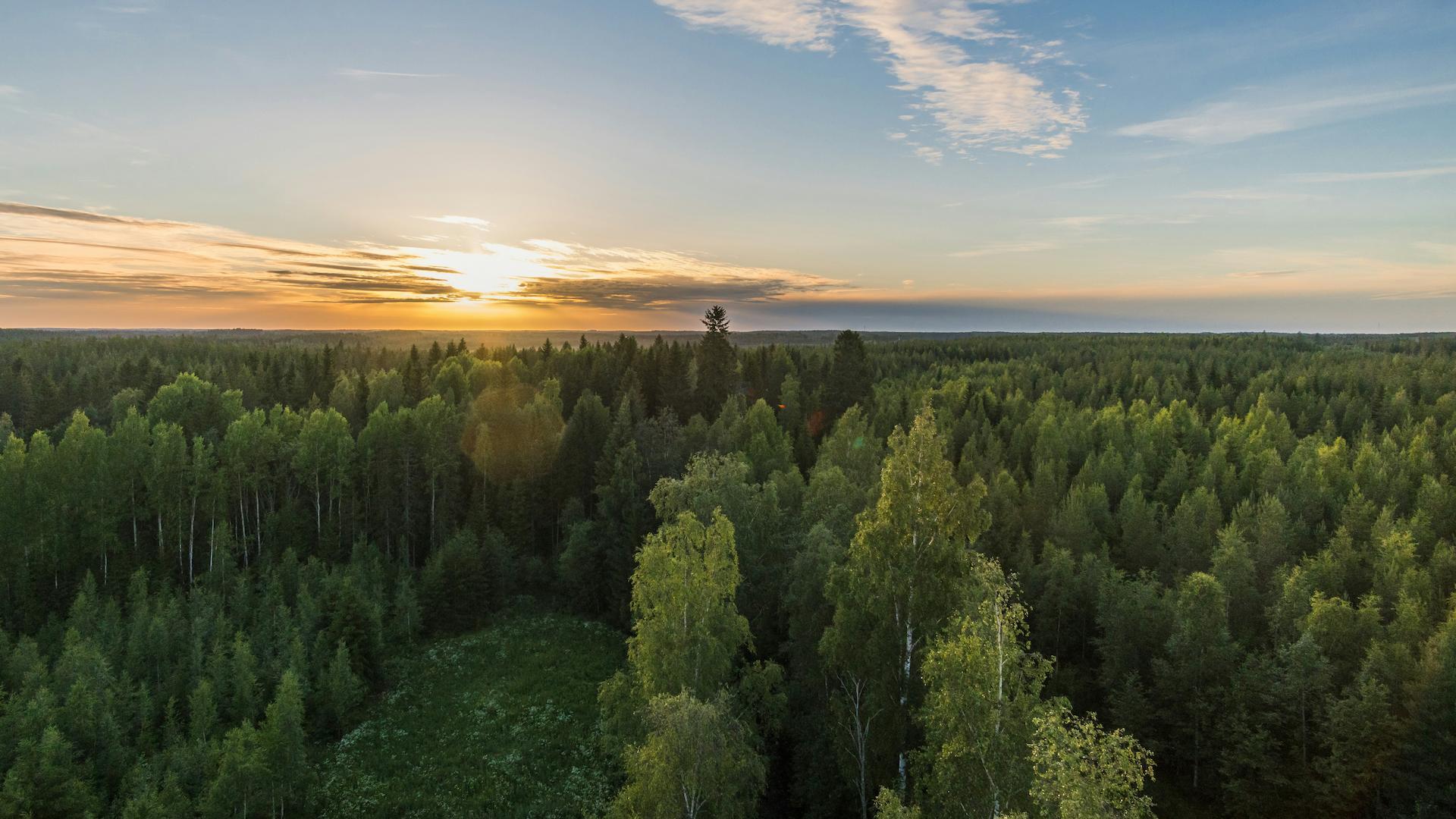 Finnish forest in sunset