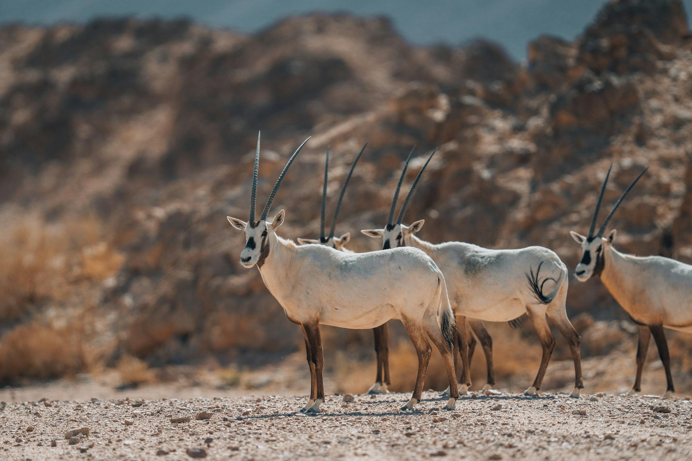 Neom antelopes in the mountains